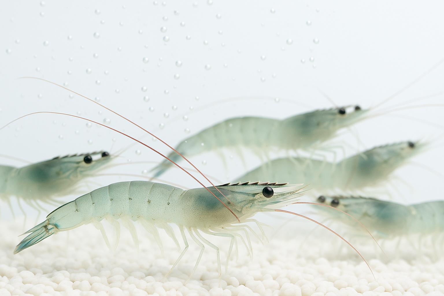 УЗВ для креветки Ваннамей